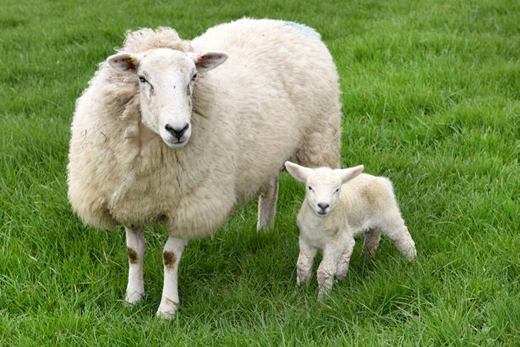 lamb 